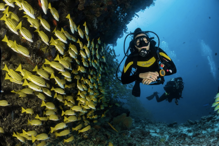 scuba diving with fish